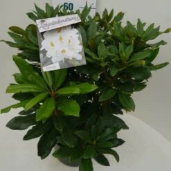 Rhododendron (Rhododendron 'Madame Masson') -Directplant Winkel madamme masson c7.5 zij 2