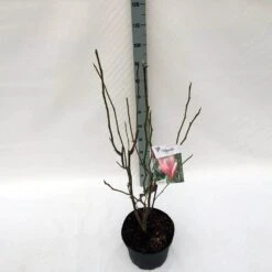 Beverboom (Magnolia 'Heaven Scent') -Directplant Winkel mag. heaven scent c10