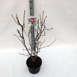 Beverboom (Magnolia Liliiflora 'Nigra') -Directplant Winkel mag. lil. nigra c10