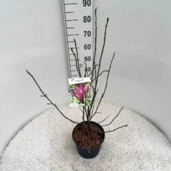 Beverboom (Magnolia Liliiflora 'Nigra') -Directplant Winkel mag. lil. nigra c5 1