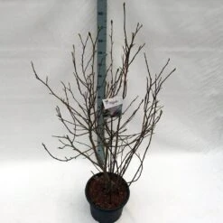 Beverboom (Magnolia Soulangeana) -Directplant Winkel mag. soulangeana c20 1