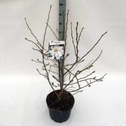 Stermagnolia (Magnolia Stellata) -Directplant Winkel mag. stellata c10 1