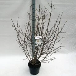 Stermagnolia (Magnolia Stellata) -Directplant Winkel mag. stellata c15 125 150 1