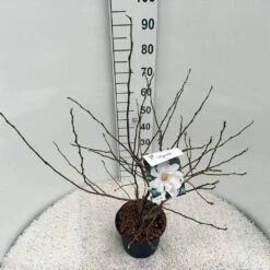 Stermagnolia (Magnolia Stellata) -Directplant Winkel mag. stellata c5 1