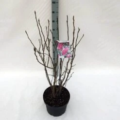 Beverboom, Struik (Magnolia Susan) 22 Beverboom, Struik (Magnolia Susan) -Directplant Winkel mag. susan c10 1