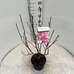 Beverboom, Struik (Magnolia Susan) -Directplant Winkel mag. susan c5