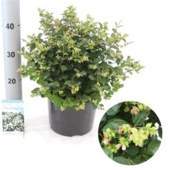 Sneeuwbes (Symphoricarpos 'Magical Galaxy®) -Directplant Winkel magical