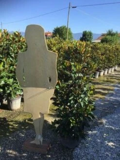 Beverboom (Magnolia Grandiflora 'Little Gem') 9 Beverboom (Magnolia Grandiflora 'Little Gem') -Directplant Winkel magnola little gem 125 150 c25 2