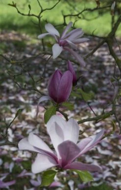 Beverboom (Magnolia 'Galaxy') 6 Beverboom (Magnolia 'Galaxy') -Directplant Winkel magnolia galaxy
