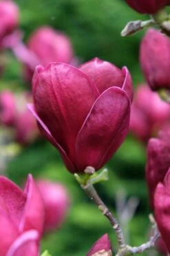 Beverboom (Magnolia 'Genie') -Directplant Winkel magnolia genie peters garden 05