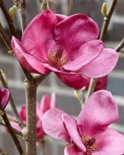 Beverboom (Magnolia 'Genie') -Directplant Winkel magnolia genie 4