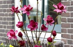 Beverboom (Magnolia 'Genie') -Directplant Winkel magnolia genie 6