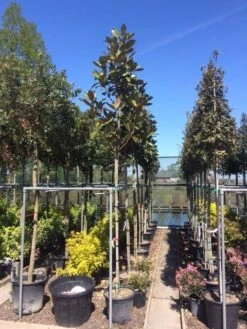 Beverboom (Magnolia Grandiflora 'Gallissoniere') -Directplant Winkel magnolia grandiflora 10 12