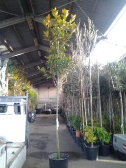 Beverboom (Magnolia Grandiflora 'Gallissoniere') -Directplant Winkel magnolia grandiflora 1 1