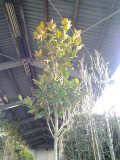 Beverboom (Magnolia Grandiflora 'Gallissoniere') -Directplant Winkel magnolia grandiflora 2 1