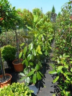 Magnolia (Magnolia Grandiflora 'Gallissoniere') -Directplant Winkel magnolia grandiflora gallisoniere 100 125