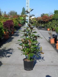 Magnolia (Magnolia Grandiflora 'Gallissoniere') -Directplant Winkel magnolia grandiflora gallisoniere 125 150 c25 1