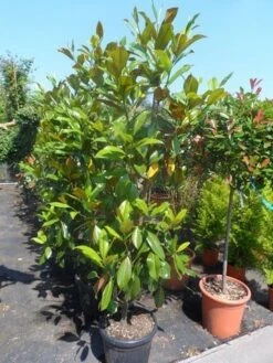 Magnolia (Magnolia Grandiflora 'Gallissoniere') -Directplant Winkel magnolia grandiflora gallisoniere 150 175 200 cont 1