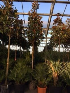 Beverboom (Magnolia Grandiflora 'Gallissoniere') -Directplant Winkel magnolia grandiflora gallisoniere 16 18ho cont