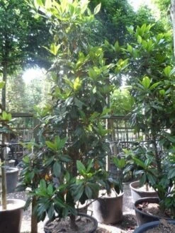 Magnolia (Magnolia Grandiflora 'Gallissoniere') -Directplant Winkel magnolia grandiflora gallisoniere 250 300 c150 1