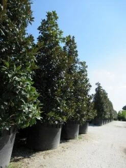 Magnolia (Magnolia Grandiflora 'Gallissoniere') -Directplant Winkel magnolia grandiflora gallisoniere 2