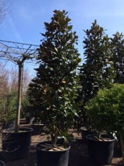 Magnolia (Magnolia Grandiflora 'Gallissoniere') -Directplant Winkel magnolia grandiflora gallisoniere 350 400 450 1