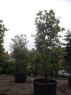 Magnolia (Magnolia Grandiflora 'Gallissoniere') -Directplant Winkel magnolia grandiflora gallisoniere 350 400 450 c1000 1