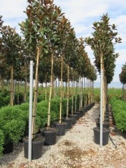 Beverboom (Magnolia Grandiflora 'Gallissoniere') -Directplant Winkel magnolia grandiflora gallisoniere 8 10 2