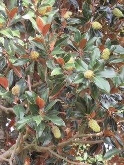 Magnolia (Magnolia Grandiflora 'Gallissoniere') -Directplant Winkel magnolia grandiflora gallisoniere 1 1