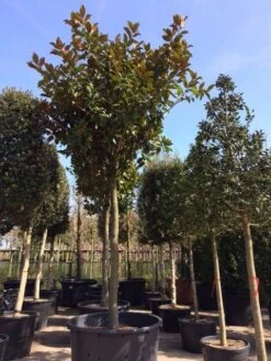 Beverboom (Magnolia Grandiflora 'Gallissoniere') -Directplant Winkel magnolia grandiflora hoogstam solitair