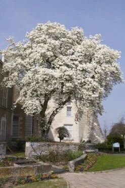Beverboom (Magnolia Kobus) -Directplant Winkel magnolia kobus01