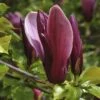 Beverboom (Magnolia Liliiflora 'Nigra') -Directplant Winkel magnolia liliiflora nigra