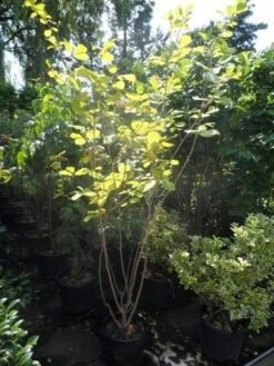 Beverboom (Magnolia Sieboldii) -Directplant Winkel magnolia sieboldii 175 200 c25