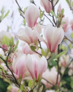 Beverboom (Magnolia Soulangeana Als Boom) -Directplant Winkel magnolia soulangeana 1
