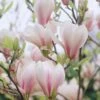 Beverboom Op Stam (Magnolia Soulangeana) -Directplant Winkel magnolia soulangeana 2