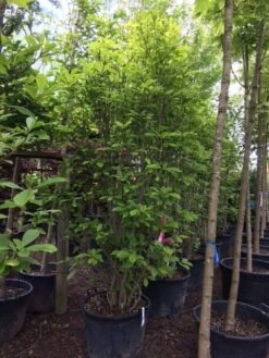 Beverboom (Magnolia Soulangeana) -Directplant Winkel magnolia soulangeana 300cm c130 1 1