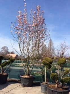 Beverboom (Magnolia Soulangeana) -Directplant Winkel magnolia soulangeana 400 500 1