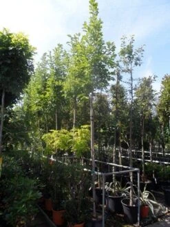 Beverboom (Magnolia Soulangeana Als Boom) -Directplant Winkel magnolia soulangeana 8 10 12ho cont