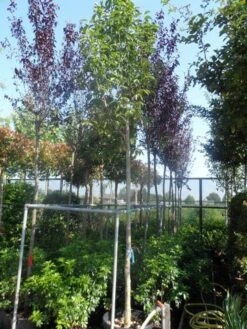 Beverboom (Magnolia Soulangeana Als Boom) -Directplant Winkel magnolia soulangeana alba superba 14 16ho cont