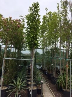 Beverboom (Magnolia Soulangeana Als Boom) -Directplant Winkel magnolia soulangeana boom 10 12cm