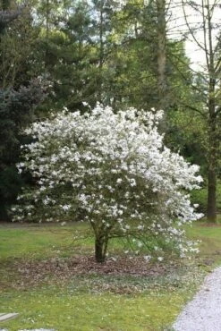 Stermagnolia (Magnolia Stellata) -Directplant Winkel magnolia stellata 2 1