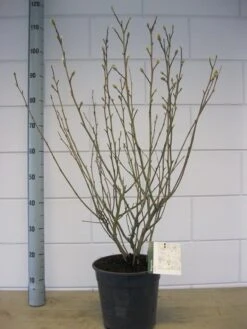 Stermagnolia (Magnolia Stellata) -Directplant Winkel magnolia stellata c7 november 1
