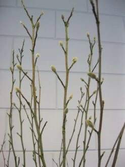 Stermagnolia (Magnolia Stellata) -Directplant Winkel magnolia stellata c7 november 4