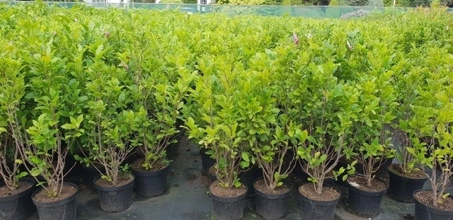 Beverboom, Struik (Magnolia Susan) 14 Beverboom, Struik (Magnolia Susan) - Afbeelding 12