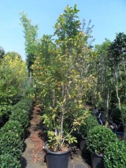 Beverboom, Struik (Magnolia Susan) 20 Beverboom, Struik (Magnolia Susan) -Directplant Winkel magnolia susan 175 200 c50 1