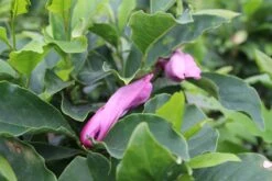 Beverboom, Struik (Magnolia Susan) -Directplant Winkel magnolia susan 2