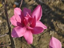Beverboom (Magnolia 'Black Tulip') -Directplant Winkel magnoliablacktulip2