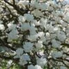 Beverboom (Magnolia Denudata) -Directplant Winkel magnoliadenudatav1