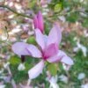 Beverboom (Magnolia 'Galaxy') -Directplant Winkel magnoliagalaxyvi 1
