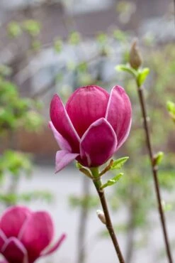 Beverboom (Magnolia 'Genie') -Directplant Winkel magnoliagenie01
